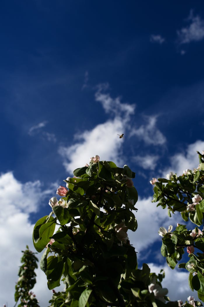 Bumblebee flying over blooming flowers with a vibrant blue sky and clouds in the background.